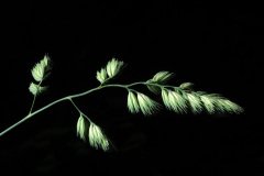 IMG_9794