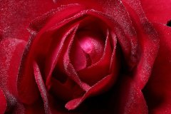 Red Rose With Dew