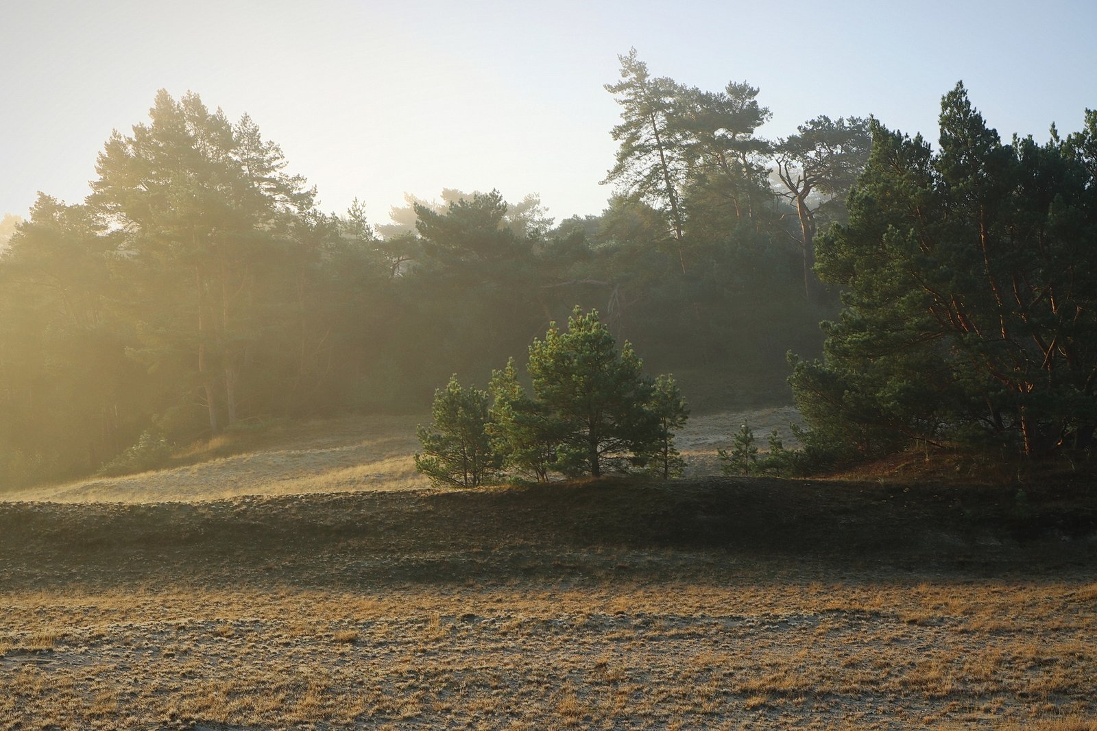 Het Leuvenumse Bos