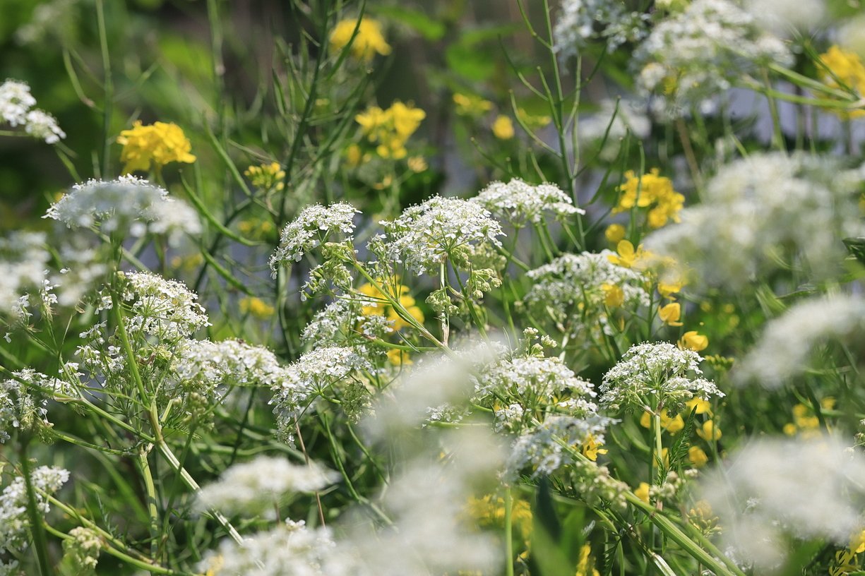 Natuurpark Lelystad