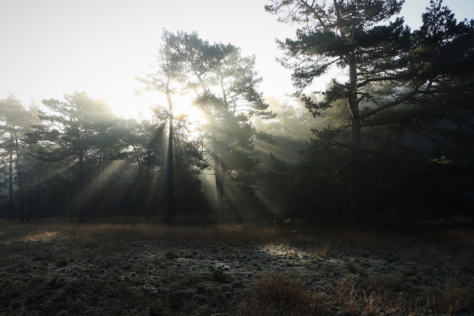 Het Leuvenumse Bos