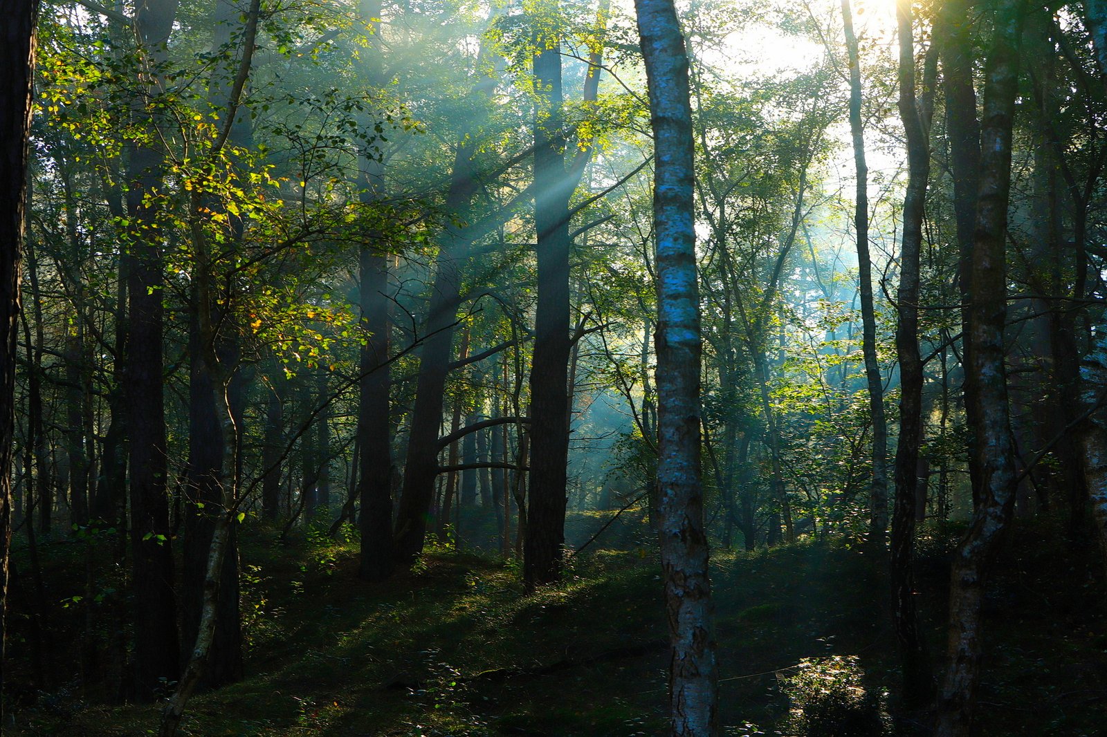 Het Leuvenumse Bos