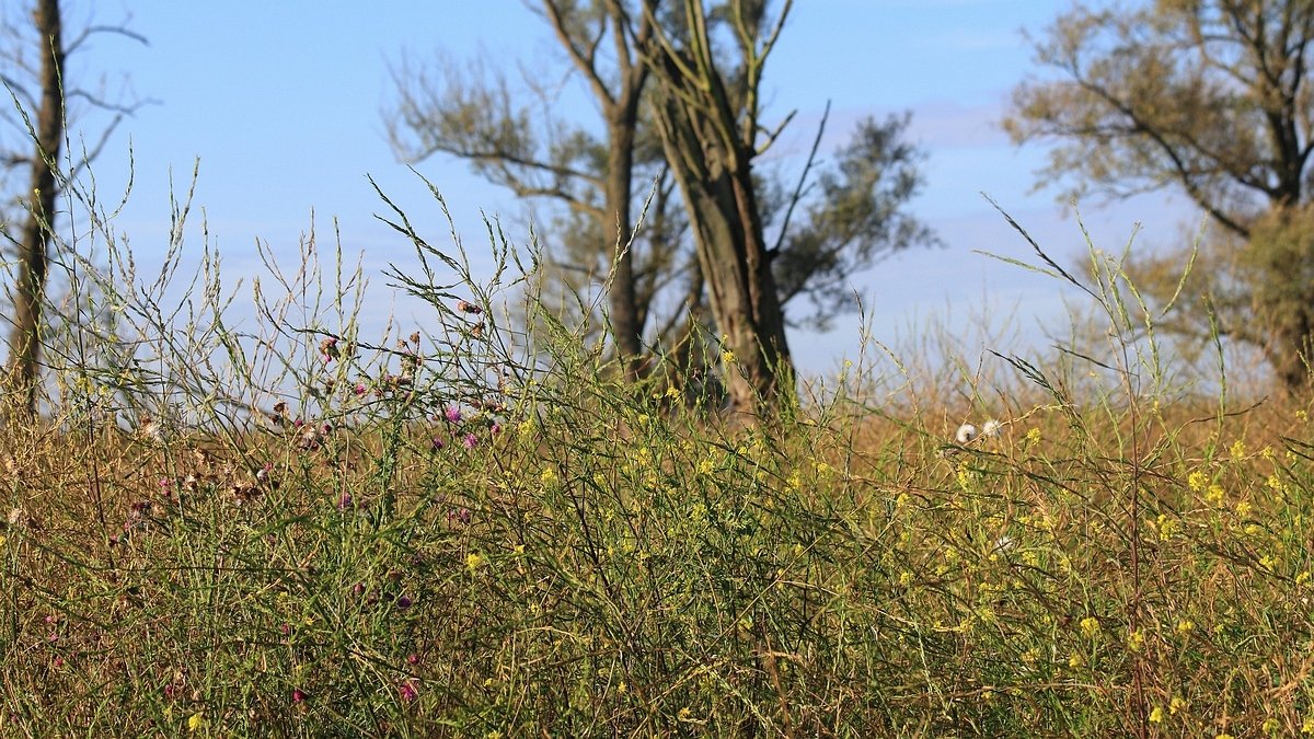 Oostvaardersplassen