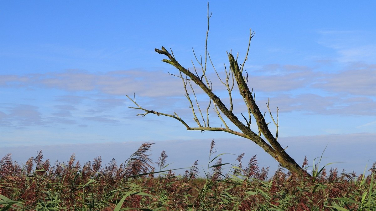 Oostvaardersplassen