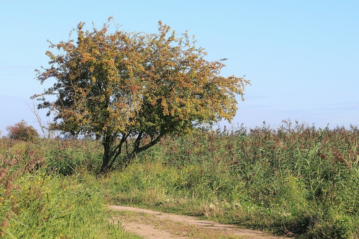 Oostvaardersplassen