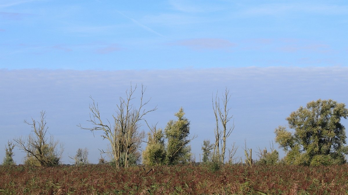 Oostvaardersplassen
