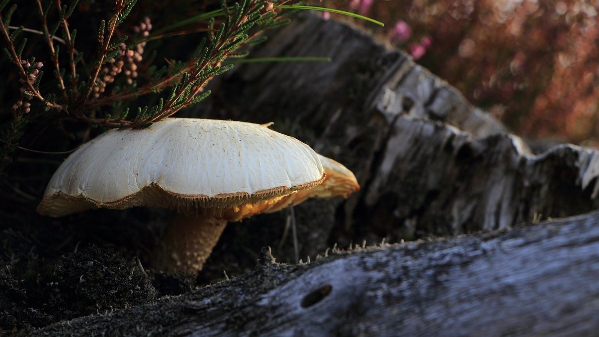 Paddenstoel, Het Leuvenumse Bos