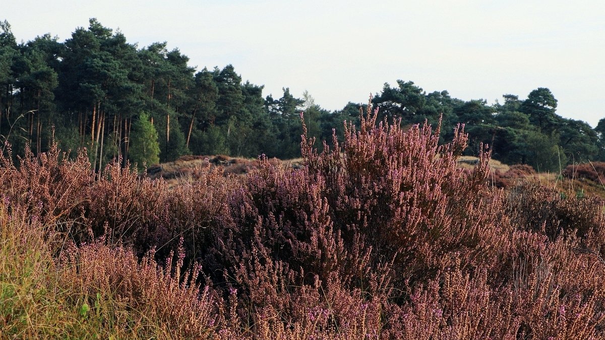 Het Leuvenumse Bos