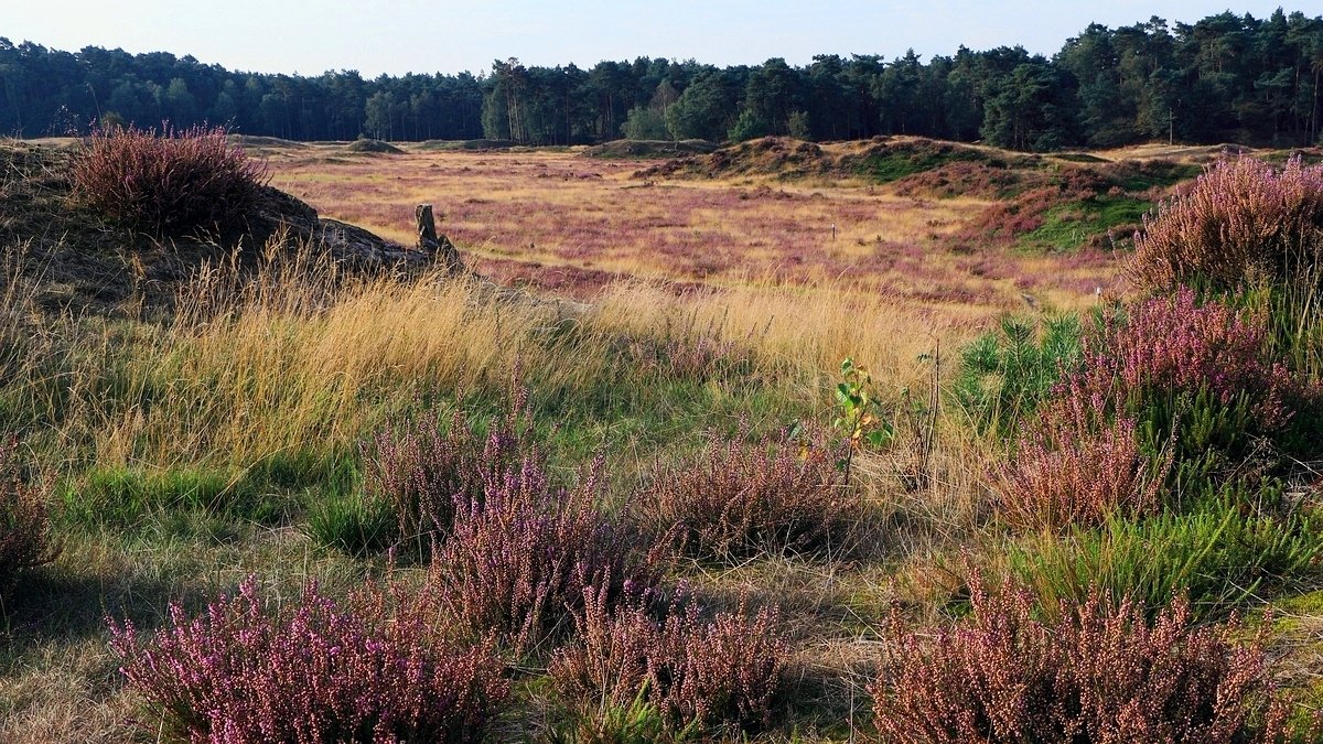 Het Leuvenumse Bos