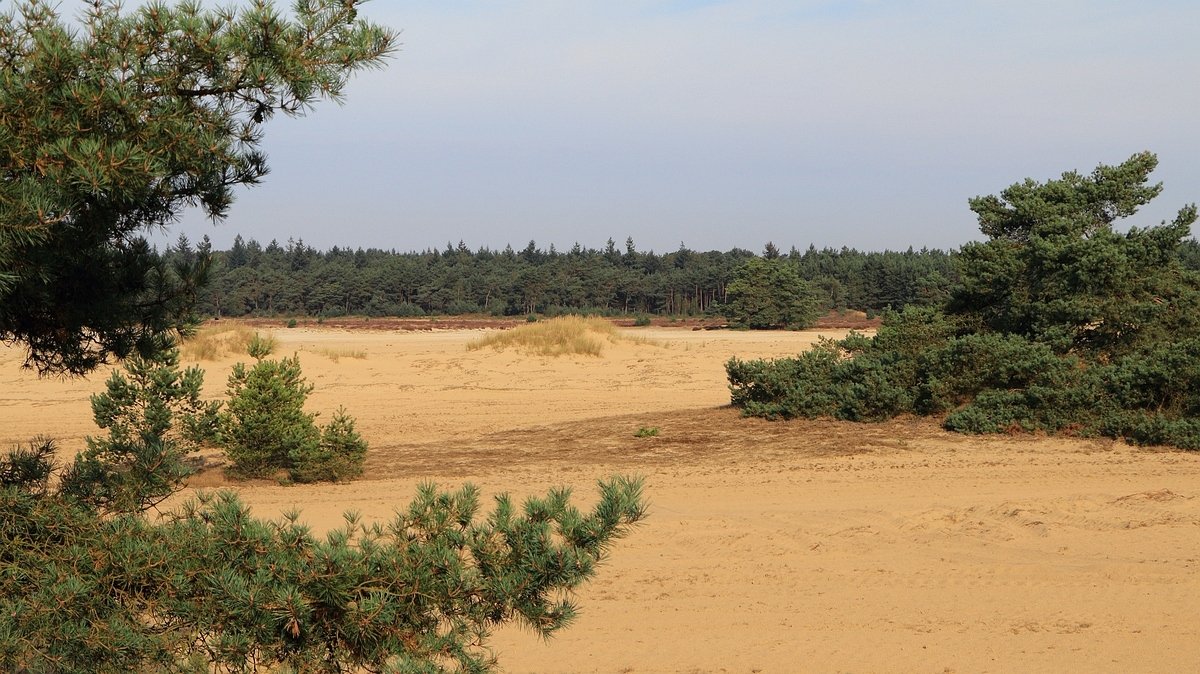 Het Leuvenumse Bos