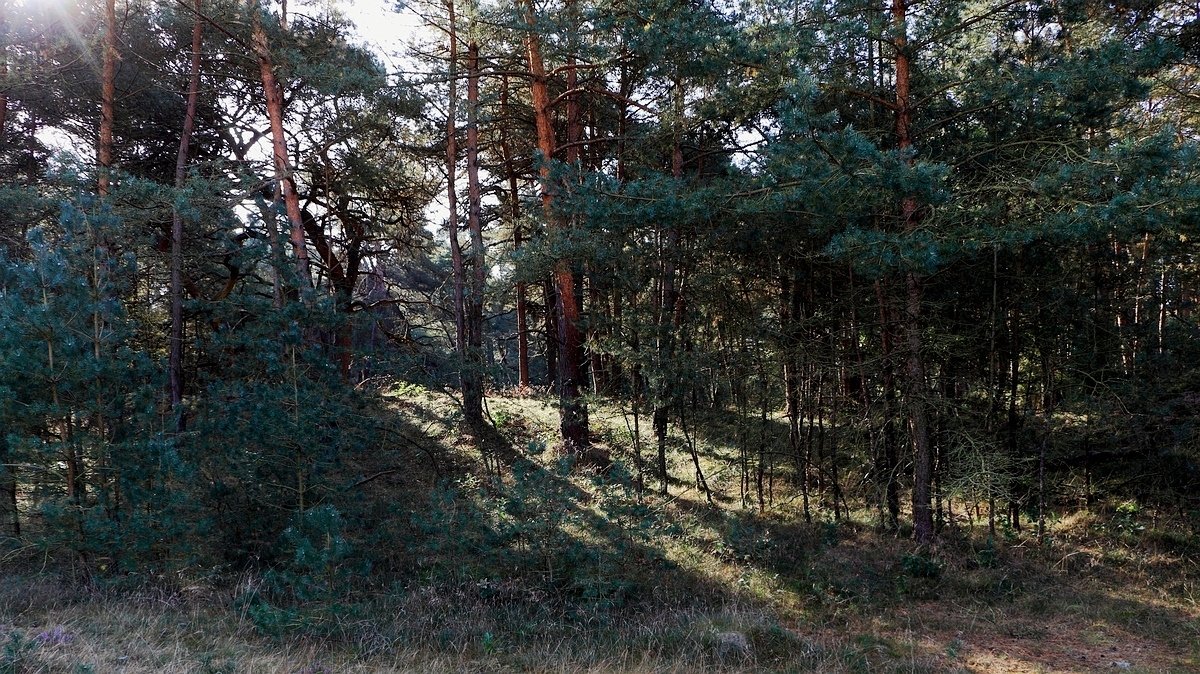 Het Leuvenumse Bos