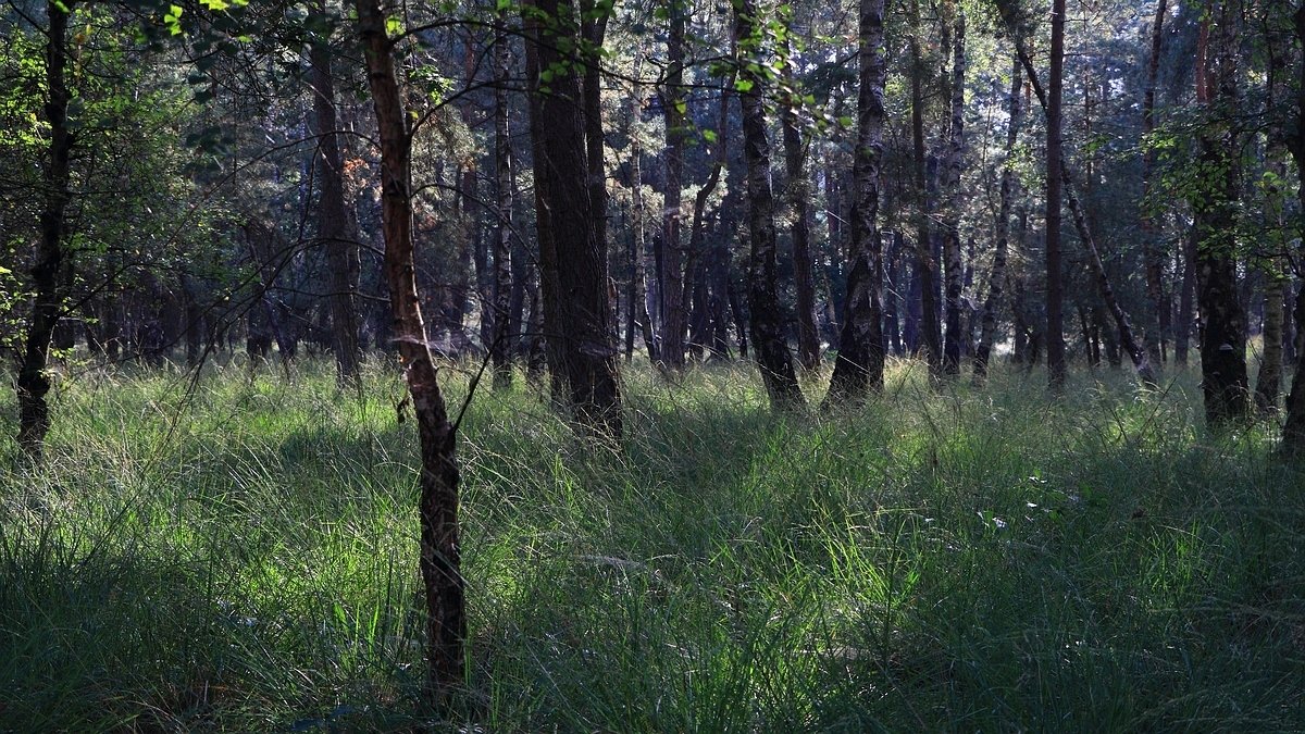Het Leuvenumse Bos