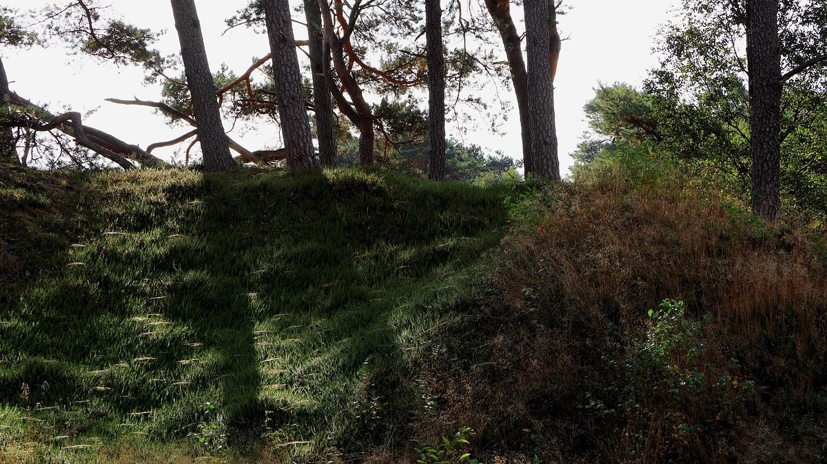 Het Leuvenumse Bos