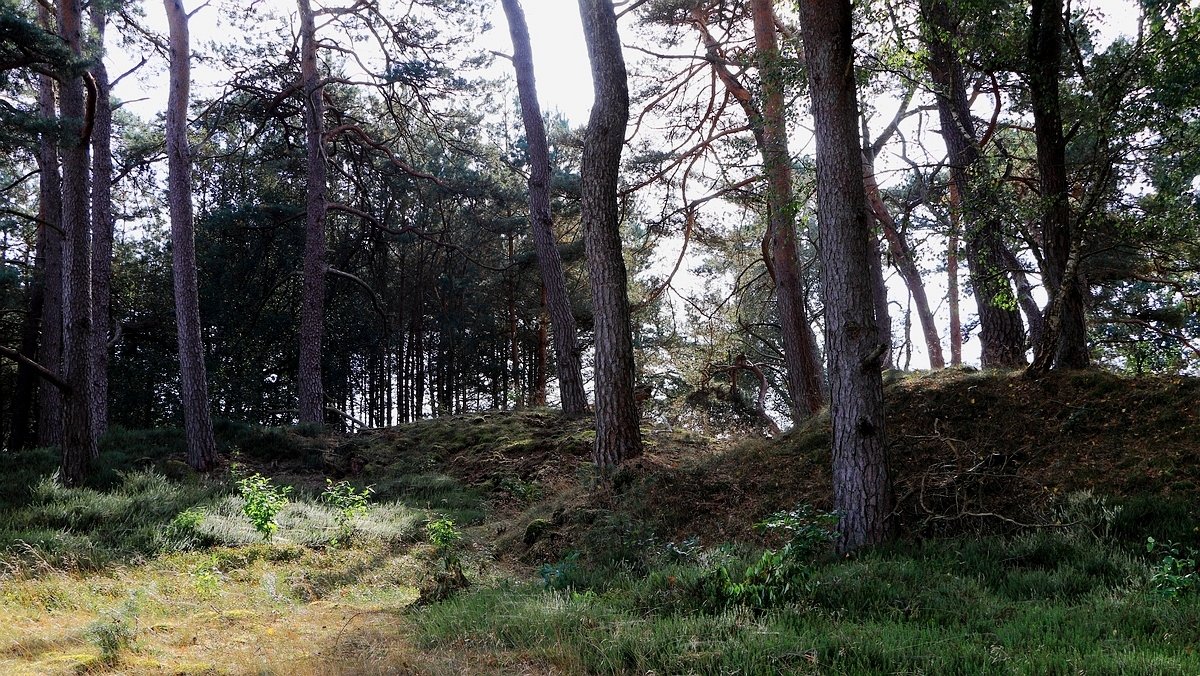 Het Leuvenumse Bos