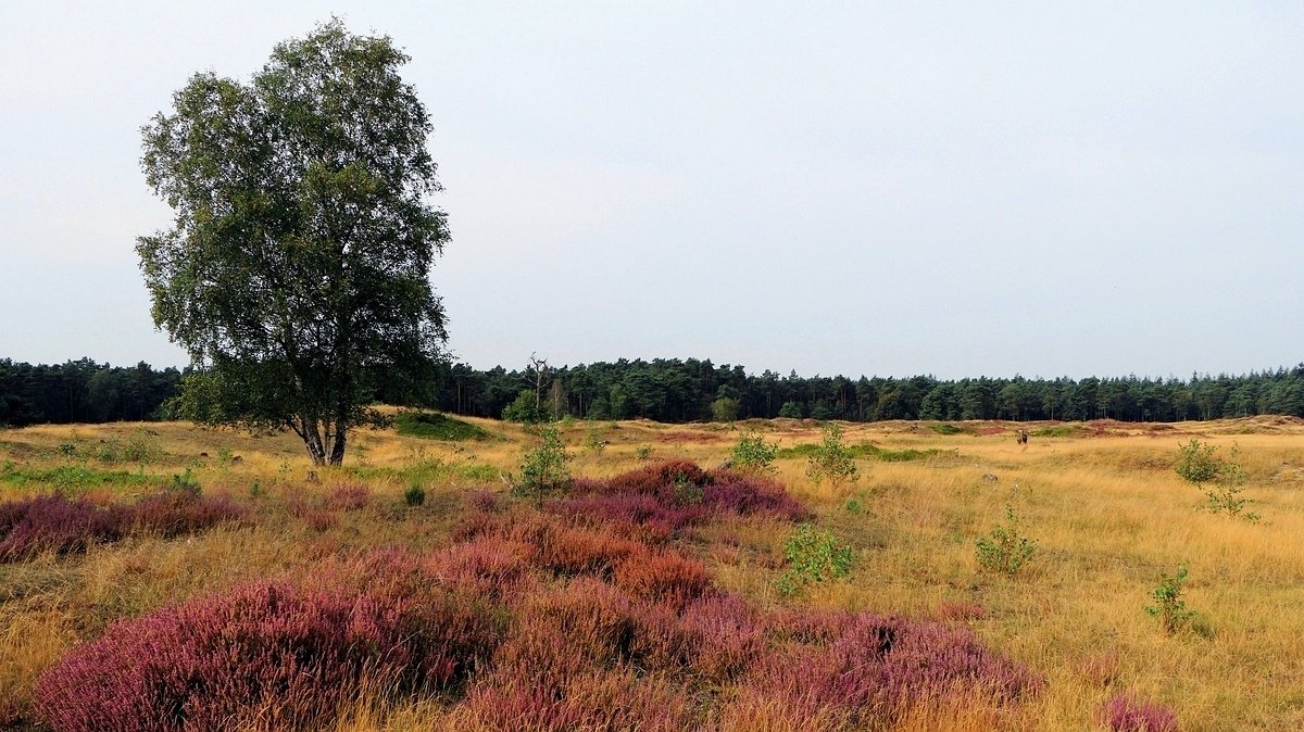 Het Leuvenumse Bos