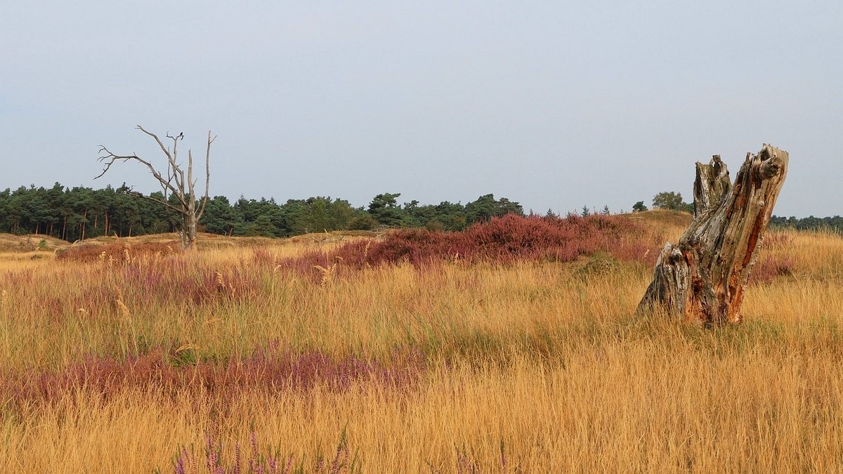 Het Leuvenumse Bos