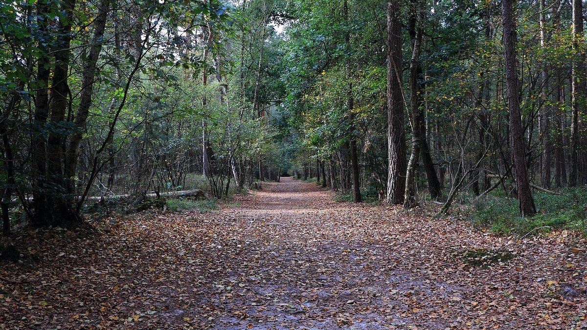 Het Leuvenumse Bos