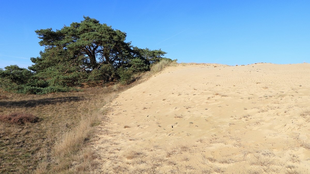 Het Leuvenumse Bos