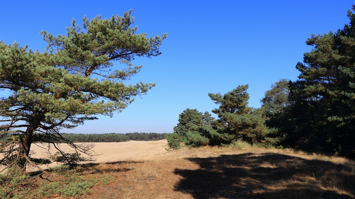 Het Leuvenumse Bos
