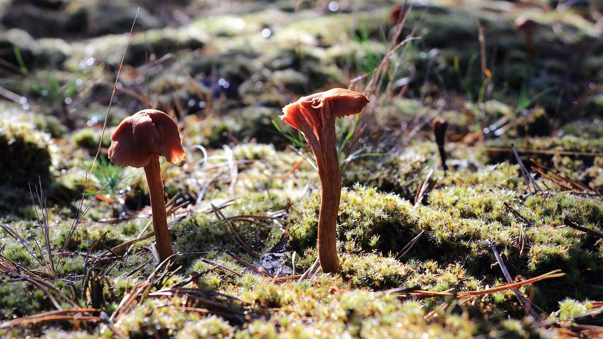 Leuvenumse Bos