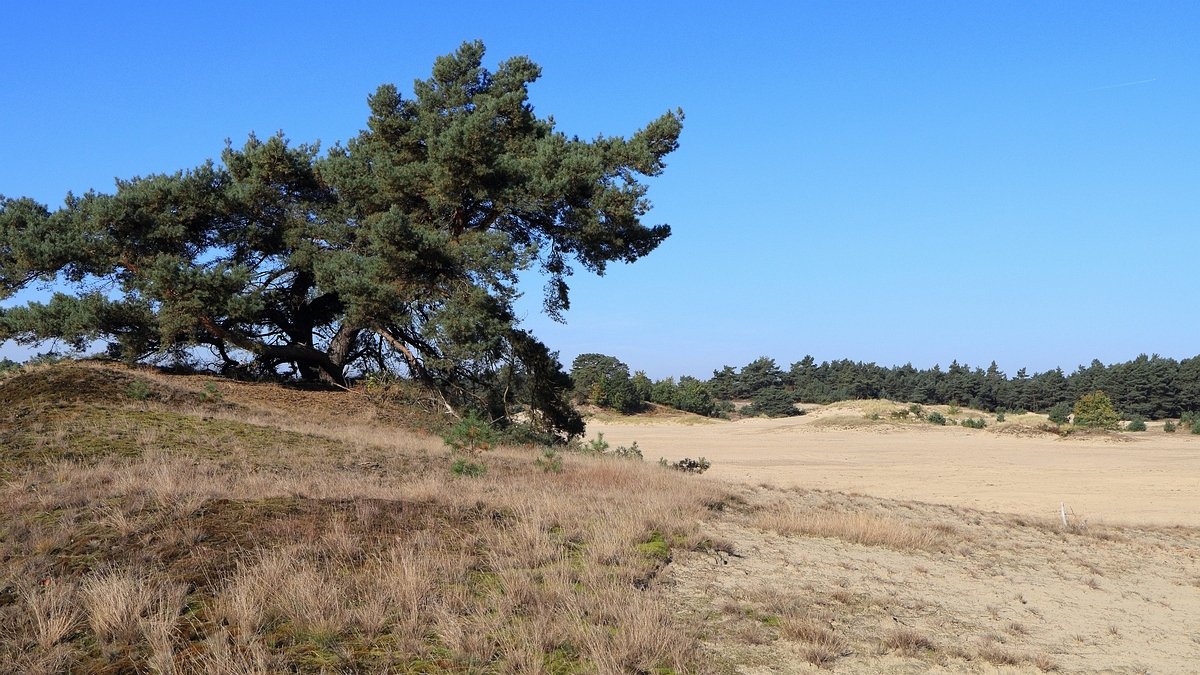 Het Leuvenumse Bos