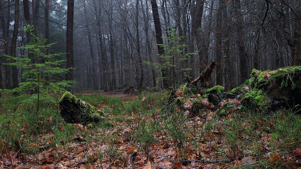 Het Leuvenumse Bos