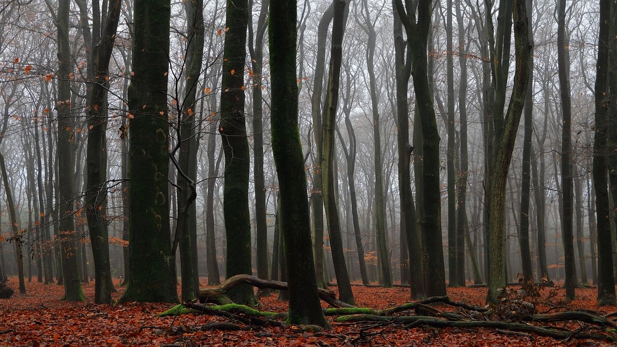 Het Leuvenumse Bos