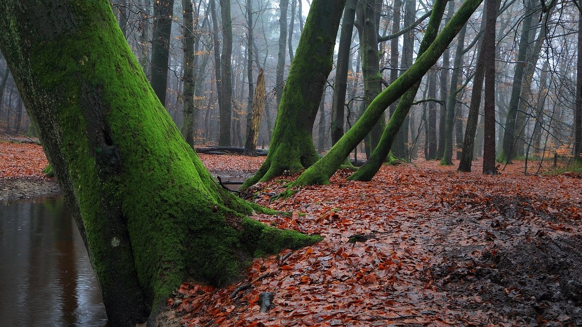 Het Leuvenumse Bos