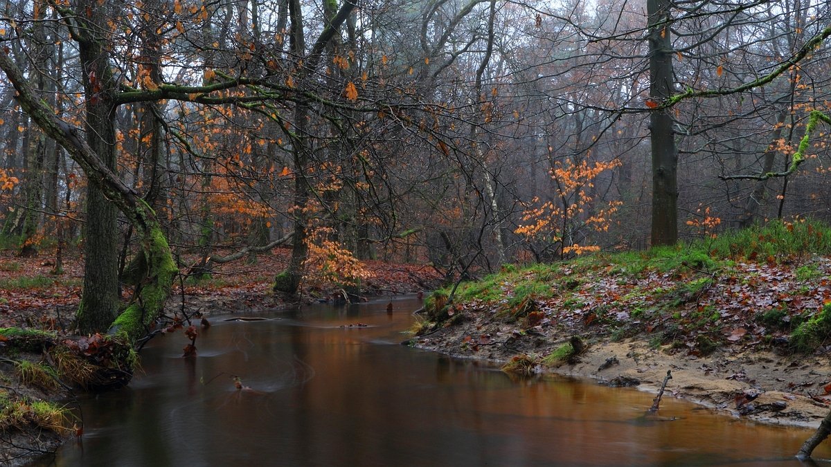 Het Leuvenumse Bos