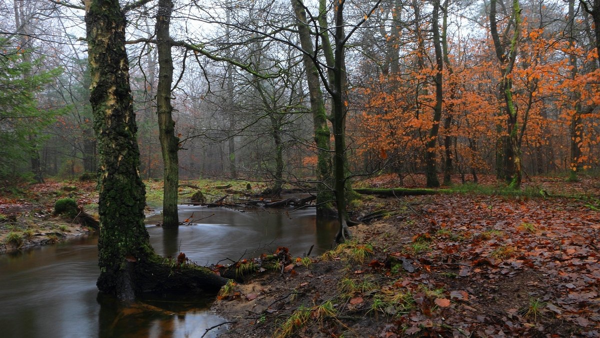 Het Leuvenumse Bos