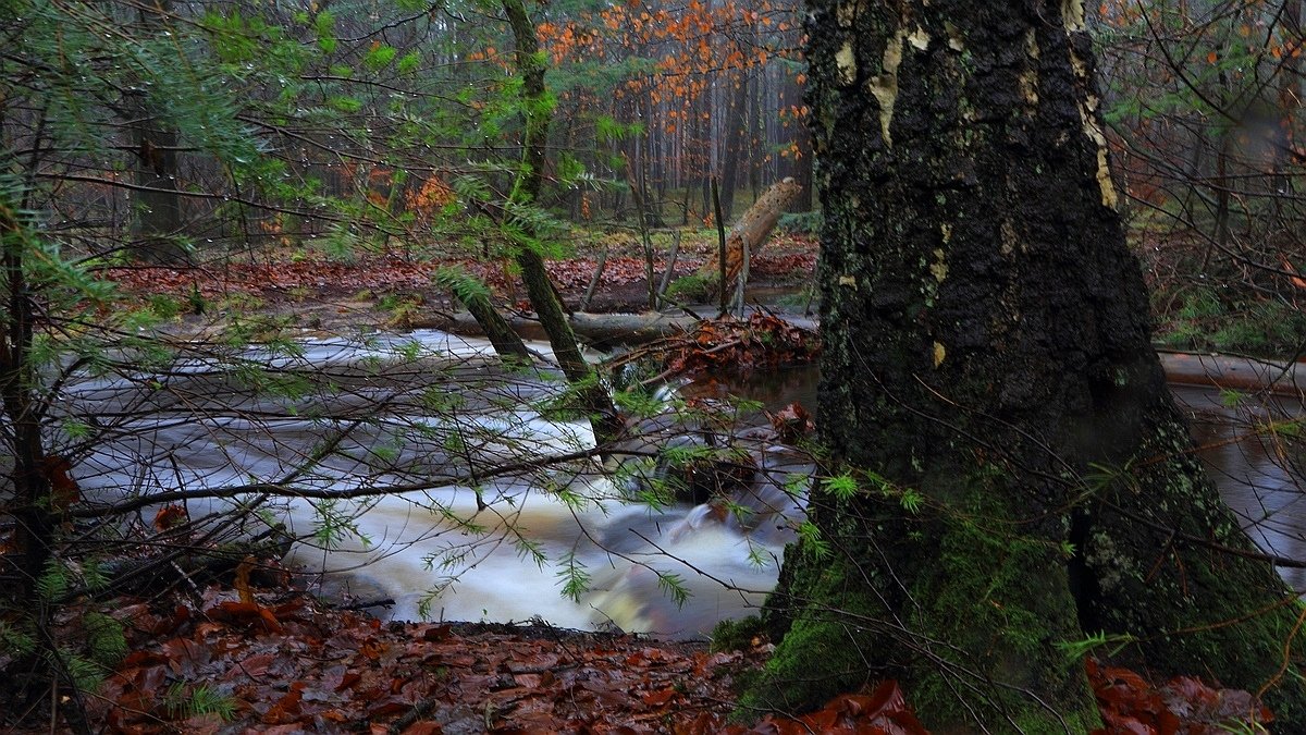Het Leuvenumse Bos