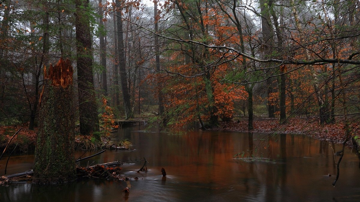 Het Leuvenumse Bos