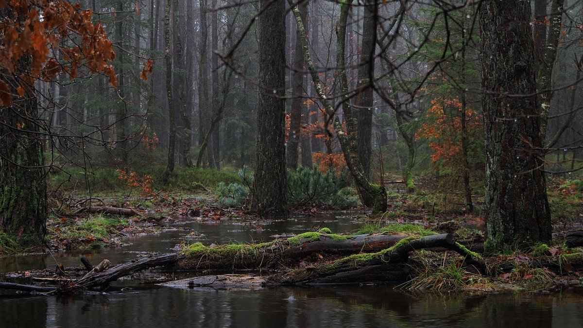 Het Leuvenumse Bos