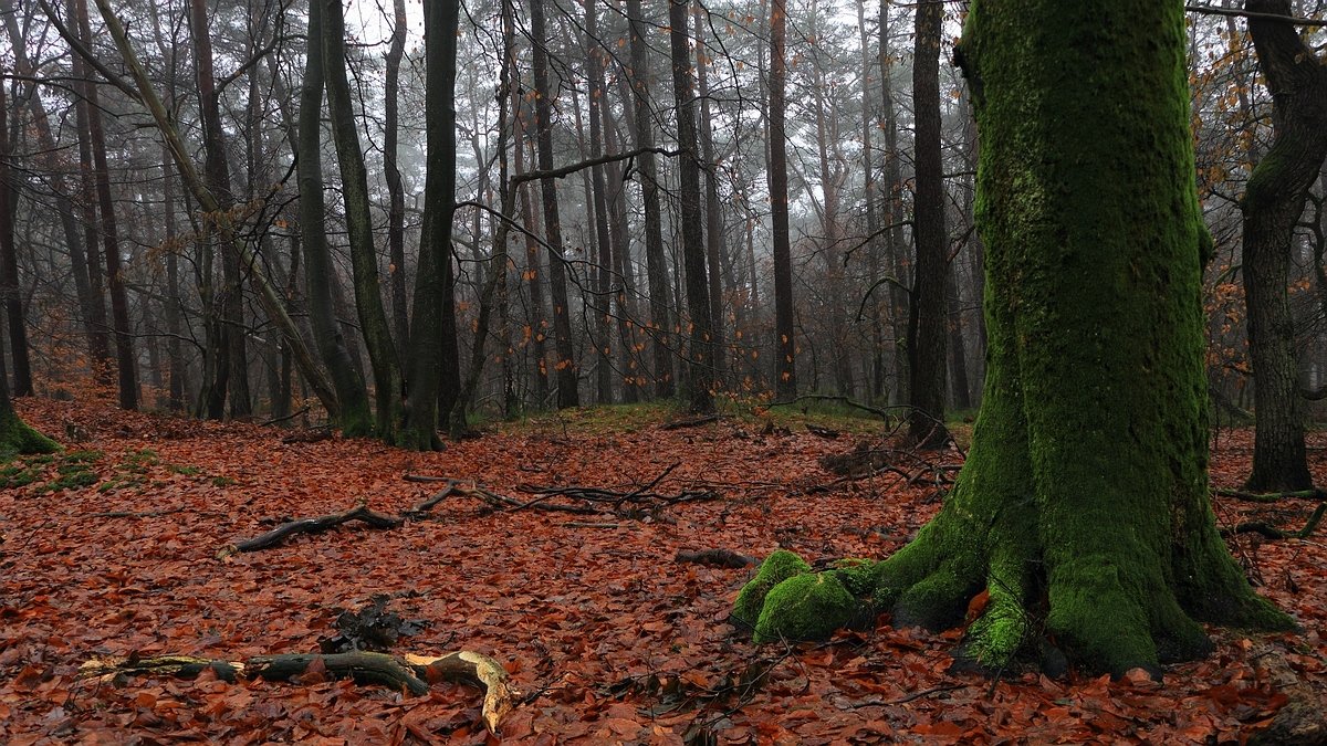 Het Leuvenumse Bos