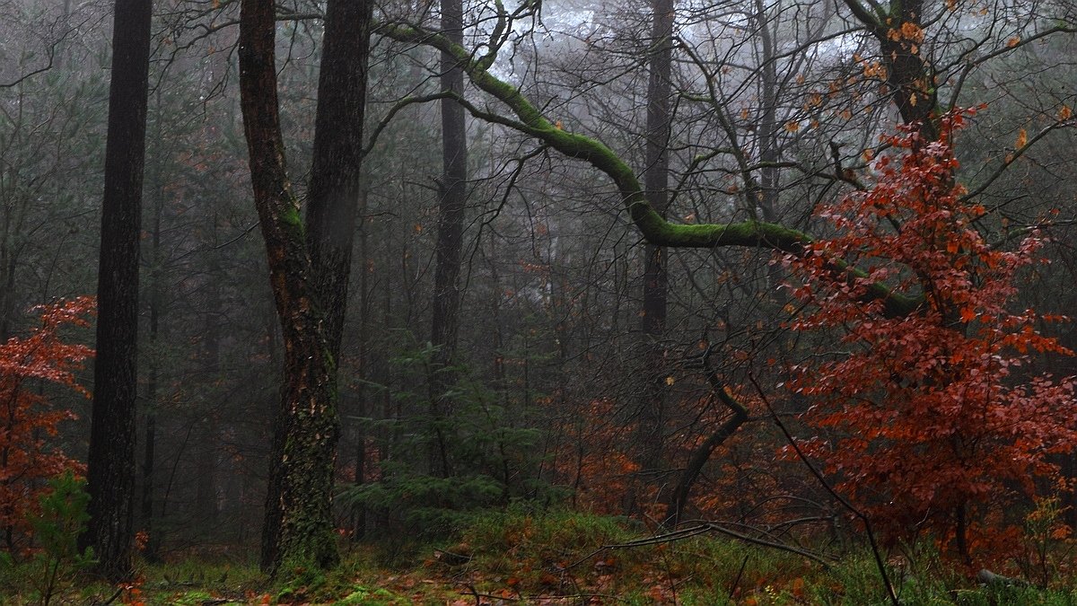 Het Leuvenumse Bos