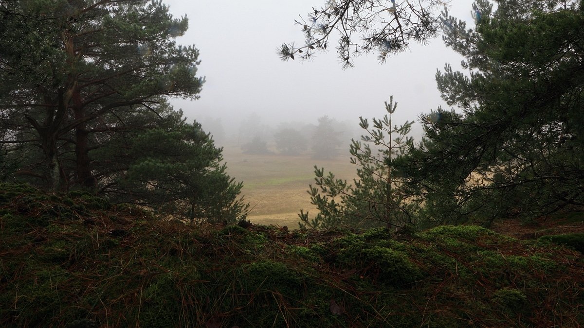 Het Leuvenumse Bos