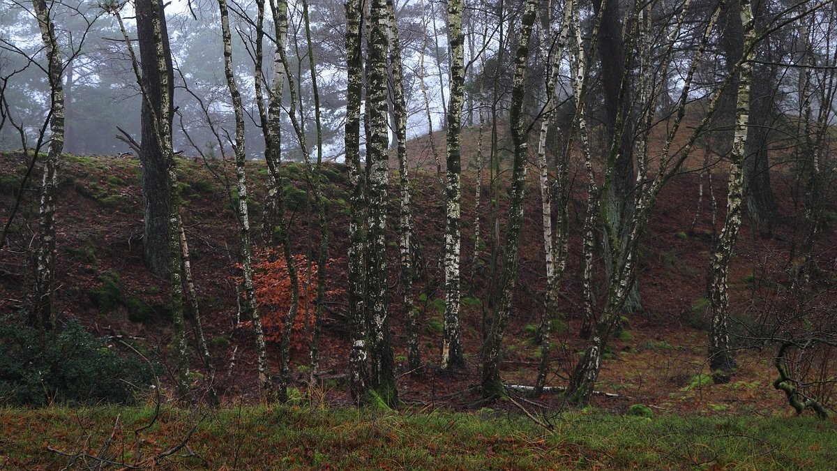 Het Leuvenumse Bos