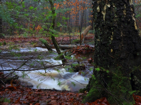 Het Leuvenumse Bos