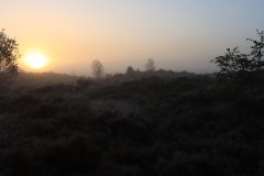 Het Leuvenumse Bos