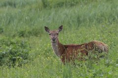 Oostvaardersplassen