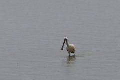 Spoonbill, Oostvaardersplassen