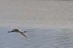Spoonbill, Oostvaardersplassen