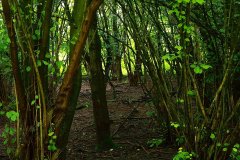 Stille Kern, Zeewolde, Flevoland