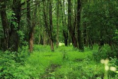 Stille Kern, Zeewolde, Flevoland