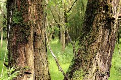 Stille Kern, Zeewolde, Flevoland