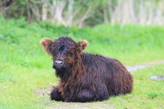 Scottish Highland Cattle, Stille Kern, Zeewolde
