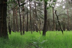 Het Leuvenumse Bos