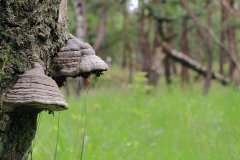 Het Leuvenumse Bos
