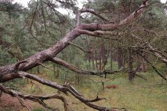 Het Leuvenumse Bos