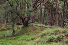Het Leuvenumse Bos